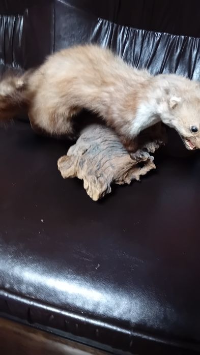 Препарирана  бялка