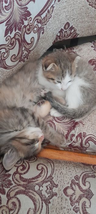 Mushik bolasi paroda vispa uxa