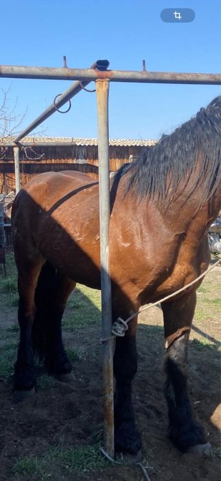 Жеребец Владимирский Тяжеловоз 7 лет