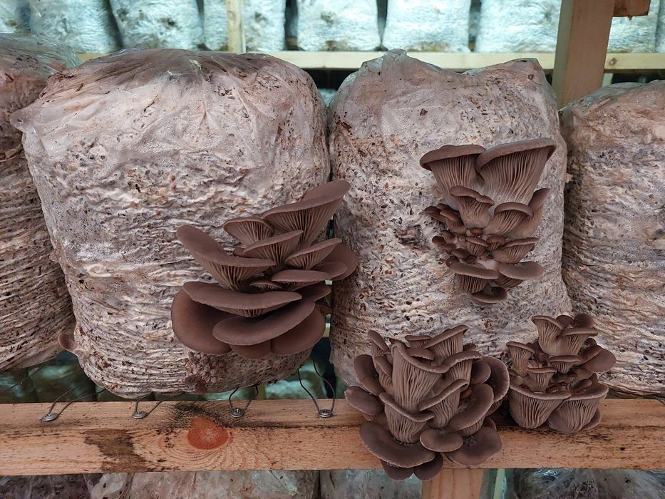 Veshinka Qoziqorin urugi orzon nrhda