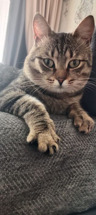 Котик в поисках дома