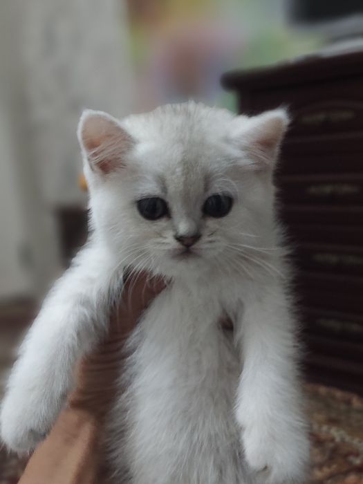 Залатая шиншилла