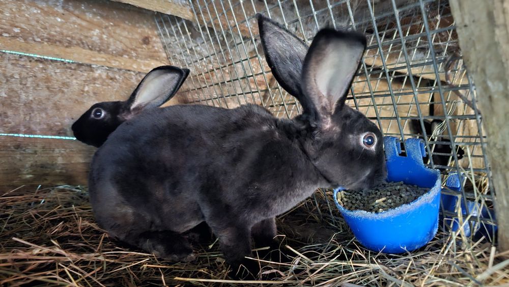 Iepuri rasa Rex bicolor si negri