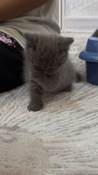 продается котенок