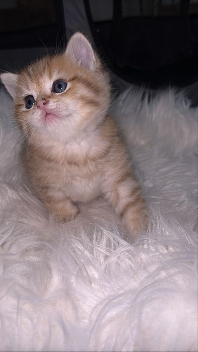 Британские  котятки!