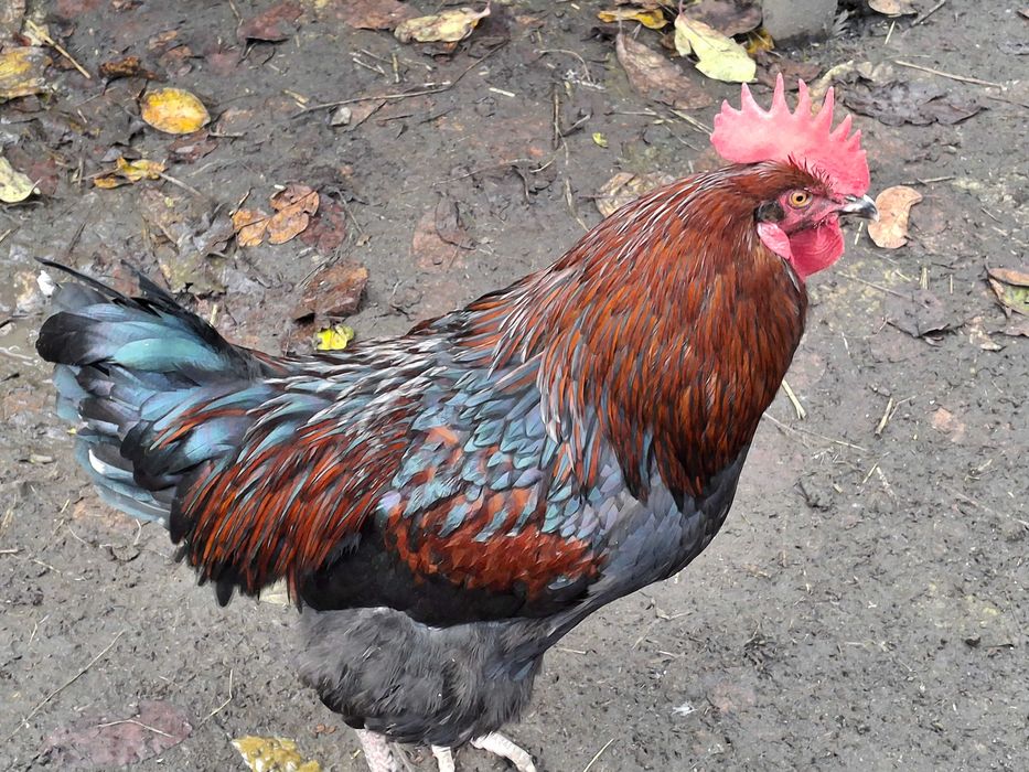 Gaini si cocosi de vanzare