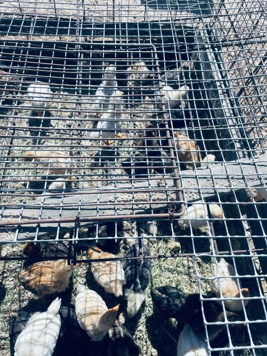 Балапандар сатылымда