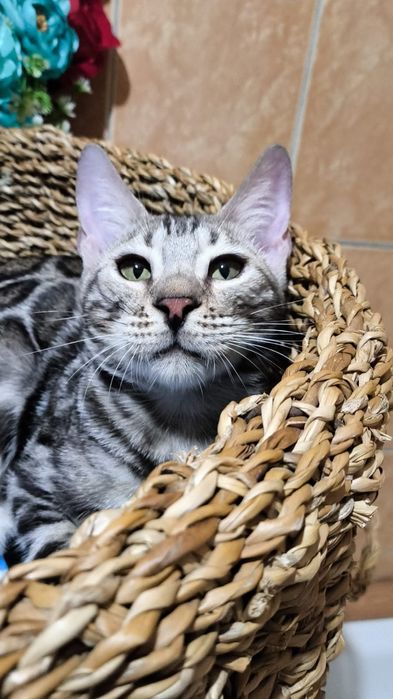 Бенгальский  СЕРЕБРЯНЫЙ мальчик