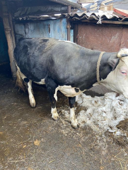 Продам 2 быка и телку