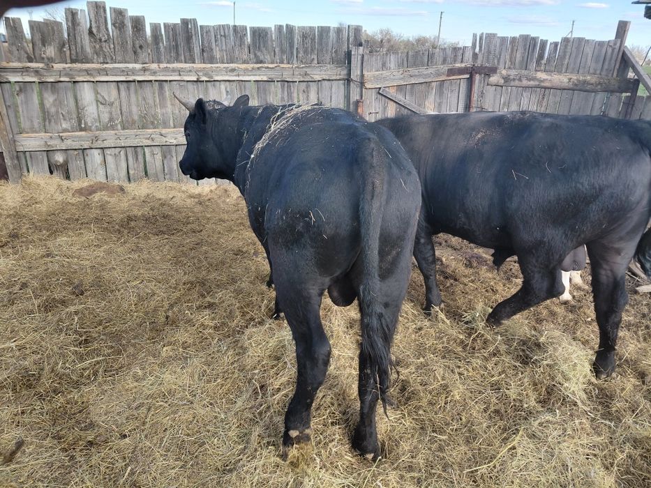 Продам быков в количестве 7 голов