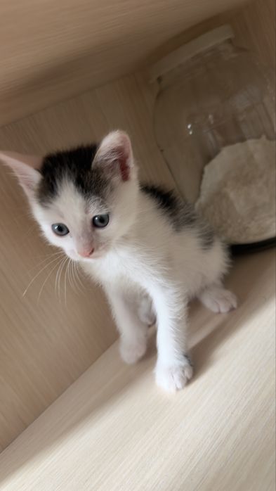 Отдам котят 3дев 1 мальчик