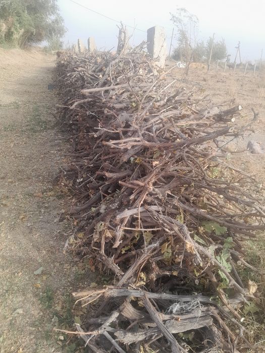 Утин узум кундаси.