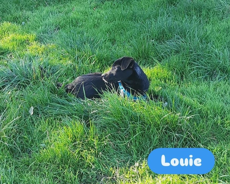 Băieței spre adopție