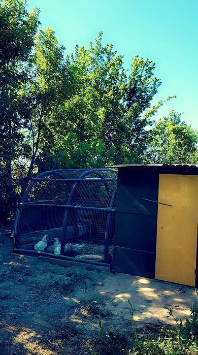 Продам дачу, Спутник