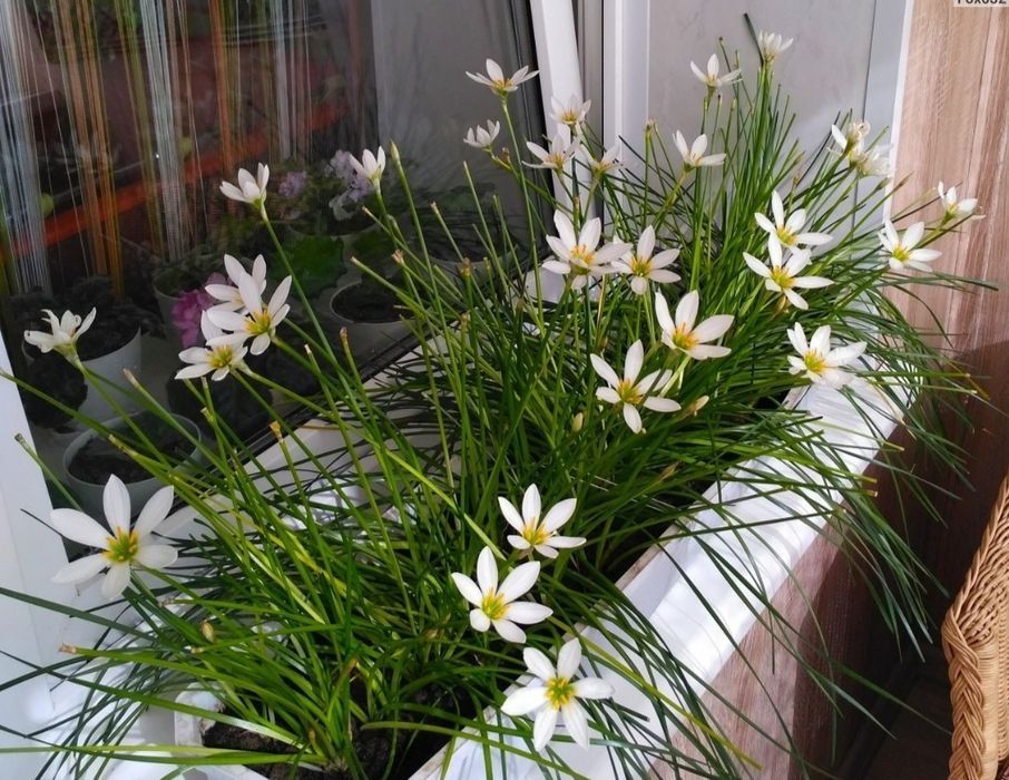 Зефирантес белый , луковицами