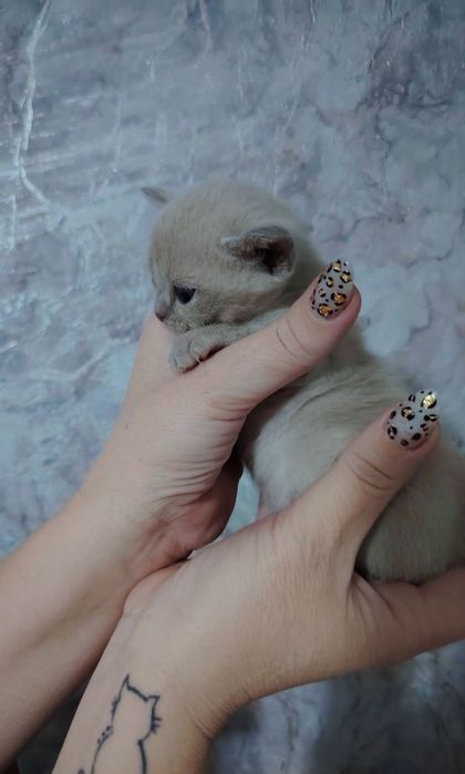 Европейская бурма