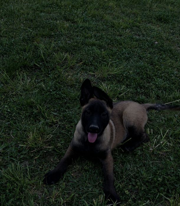 Mascul ciobănesc belgian malinois