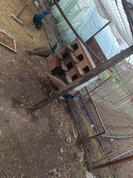 Vând 2 pauni masculi de 1an