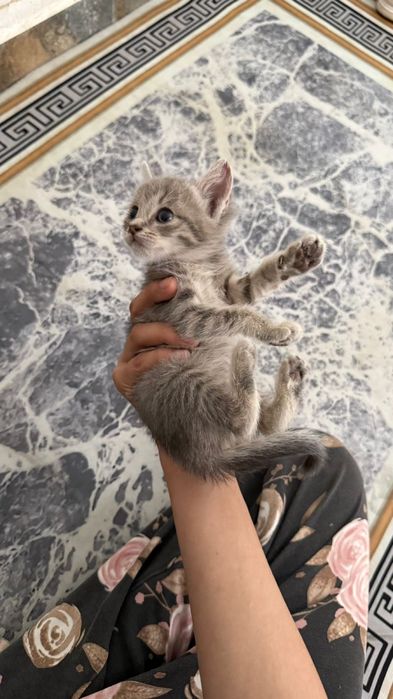 Котенок в добрые руки