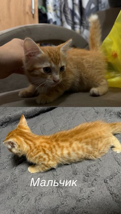 Отдам  троих котят