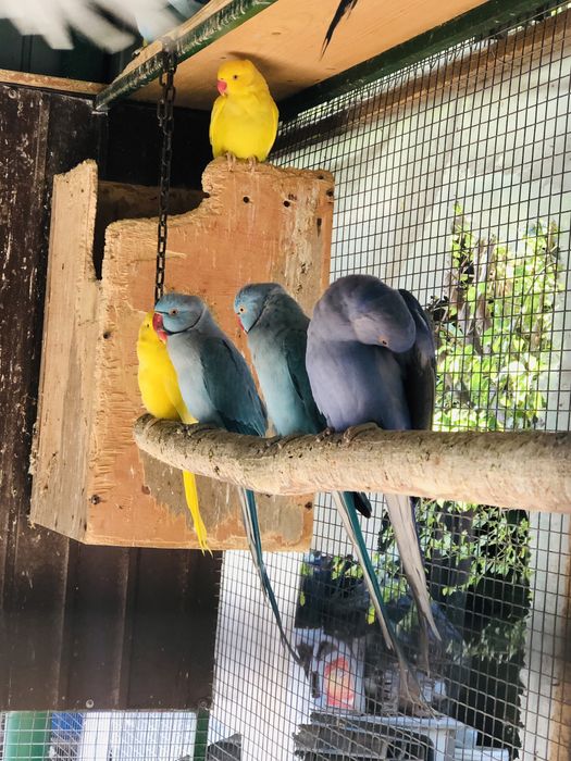 Papagali pui vorbitori de la crescatorie Micul Alexandru Alexander