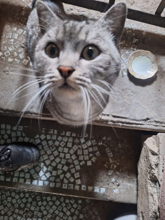 Найден британский котик