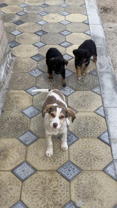 Щенята отец алабай мама простой