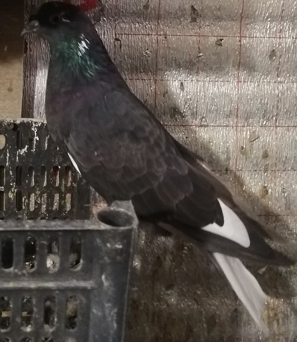Голуби бабочки продам