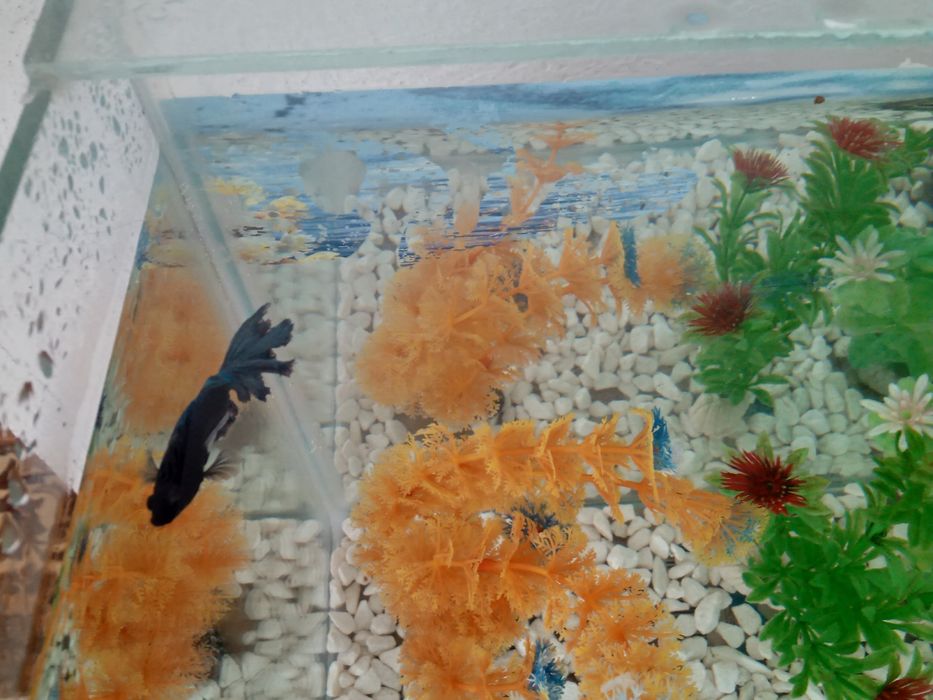 Аквариум балығымен