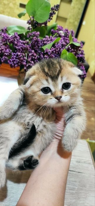 Шикарные милые котята подарят вам любовь и ласку