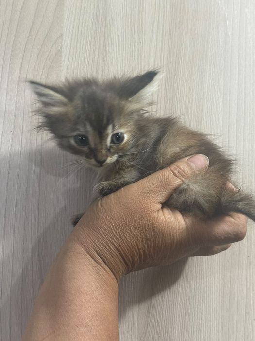 Отдам котят девочки
