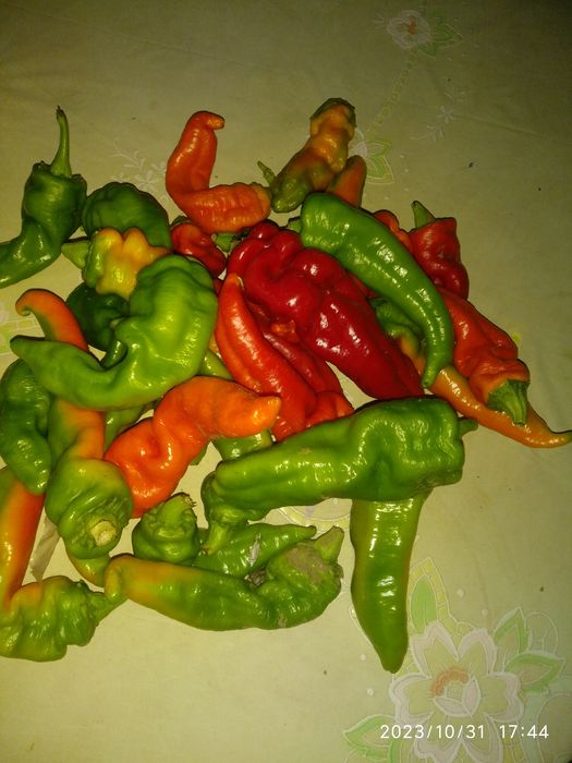 Продам перец острый