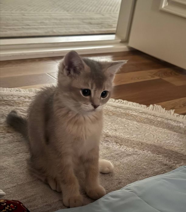 Зоти тоза 4 ойлик голубая шиншилла 120$