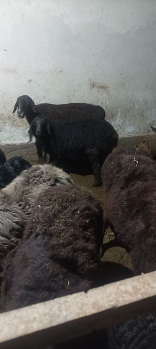 Ona bola kashtan  qoʻylar sotiladi qirgʻizniki