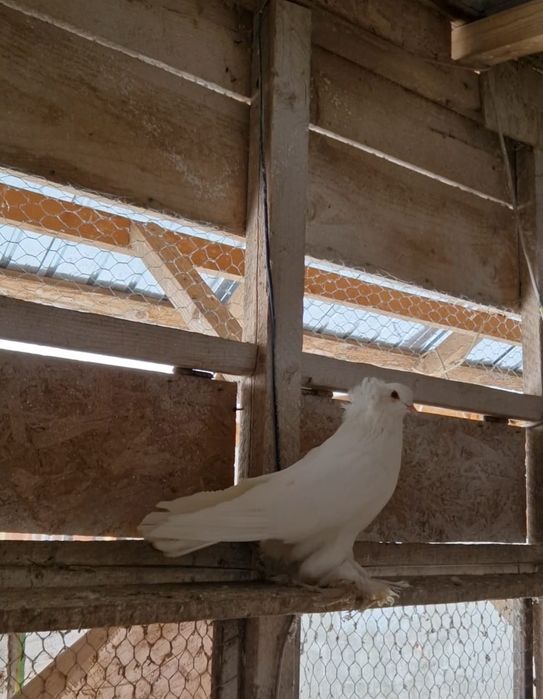 Porumbei uriași maghiari