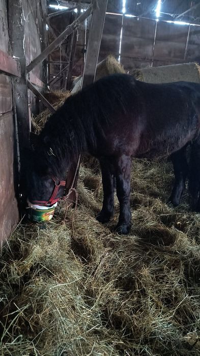 De vanzare cârlan semigreu