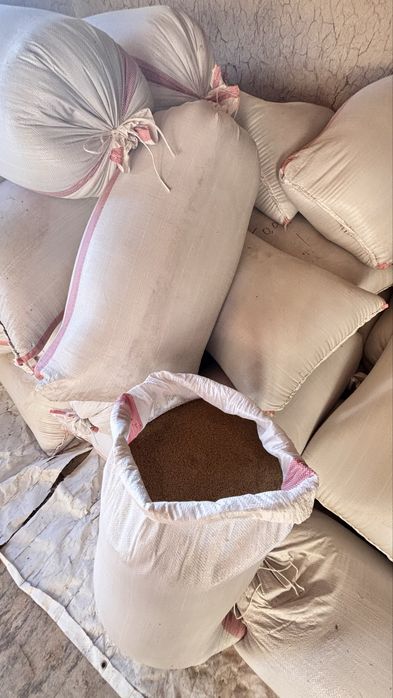 Жоңыршқа ұрық. Семена клевера