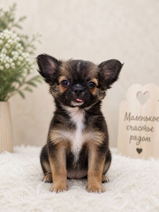 Продаются щенки чихуахуа