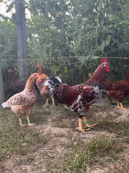 Brahma: porțelan, gold,bobat și barat, respectiv Pinta Pinta: porțelan