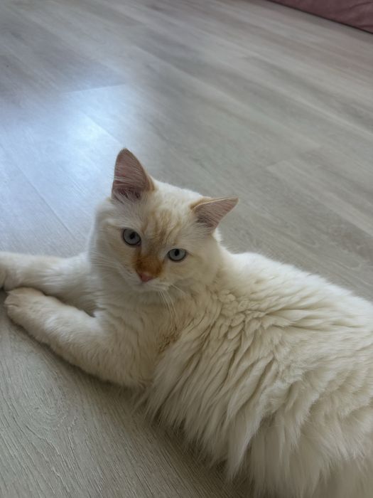 Кот белый со всеми вещами