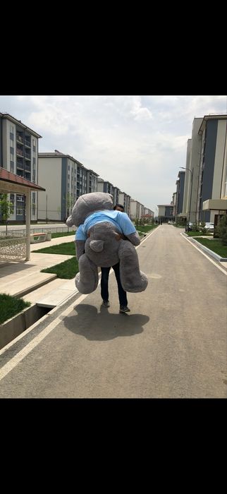 Teddy eng kottasi