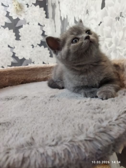 Продается шотландский котёнок, девочка!