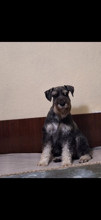 Мител Шнауцер(стандартен)-сол и пипер