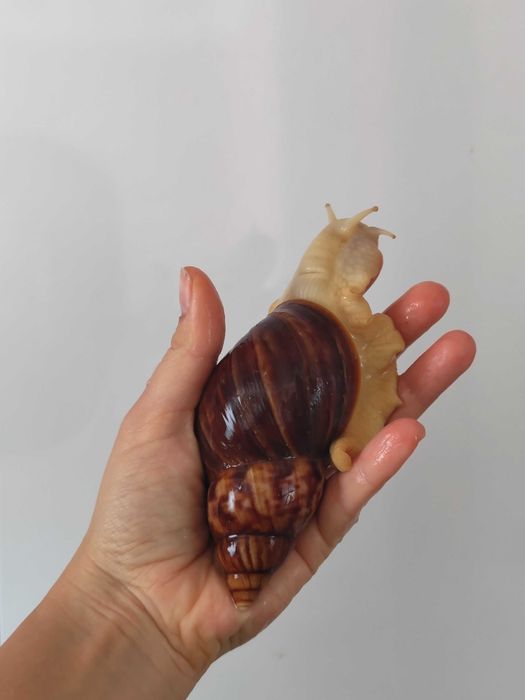 Улитки ахатины продажа