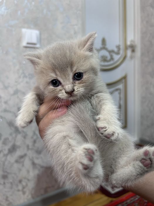 Продается котята
