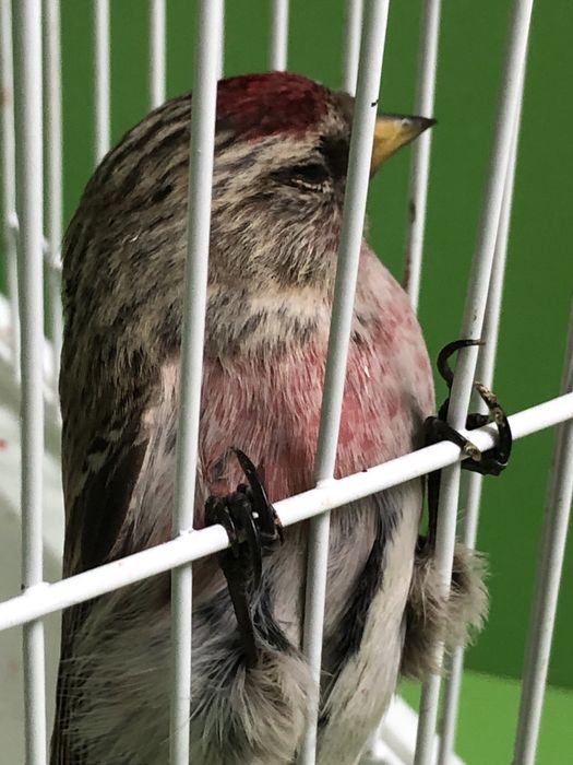 Чечетка самец красный