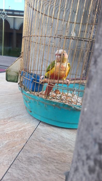 Ананасовый  Пиррура папугае прадаётся