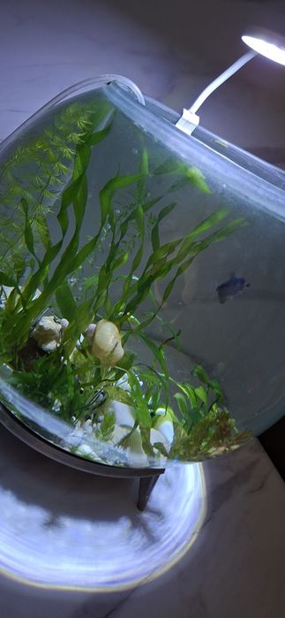 Аквариум цельный