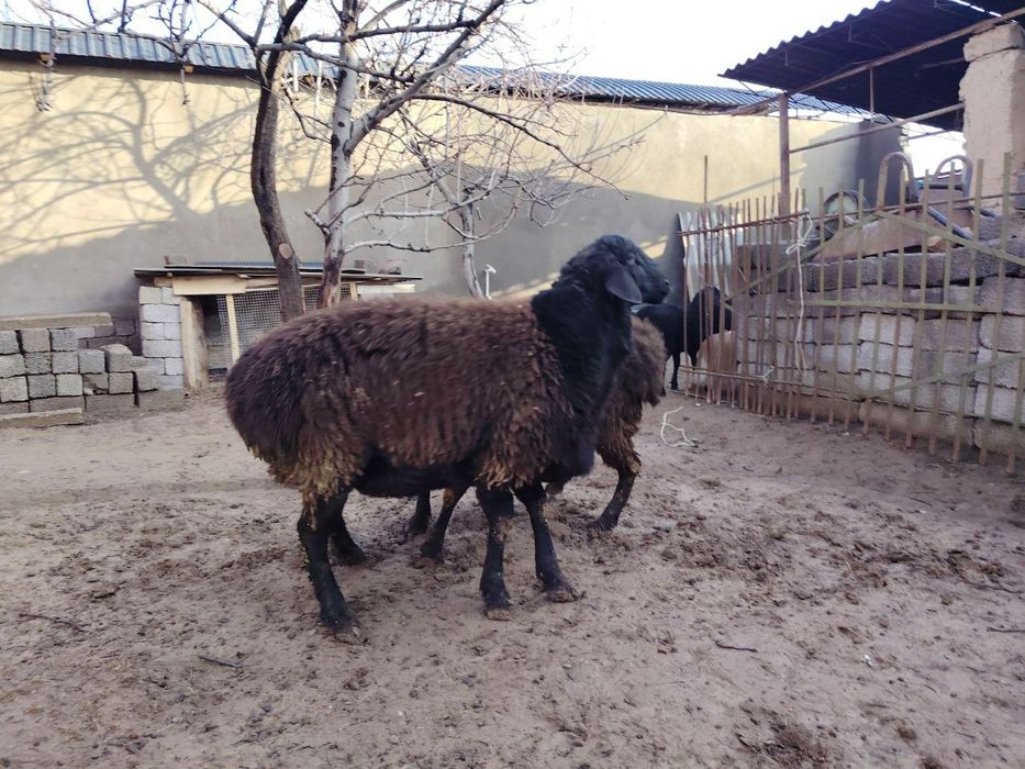 Qo'chqorlar, quchqorlar, qochqorlar sotiladi