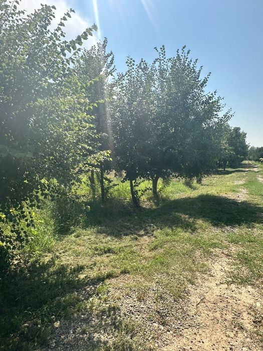 Липа крупномер от4 до 8